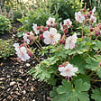 BLOOMIQUE - Lot de 3 - Géranium macrorrhizum ‘Spessart’ - Géranium couvre-sol - H. 10-20 cm - P. 9 cm - vignette
