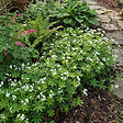 BLOOMIQUE - Lot de 6 - Galium odoratum - Aspérule odorante - Floraison abondante - H. 10-20 cm - P. 9 cm - vignette