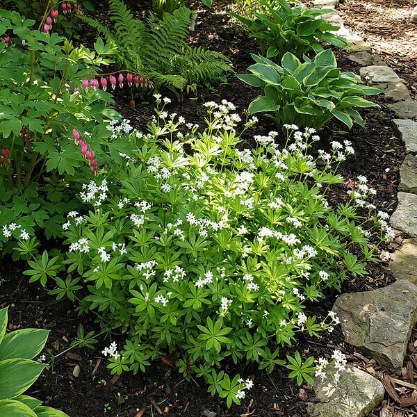 BLOOMIQUE - Lot de 6 - Galium odoratum - Aspérule odorante - Floraison abondante - H. 10-20 cm - P. 9 cm - large