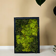 BLOOMIQUE - Tableau Mousse - Rectangulaire - Sans Entretien - Décoration Murale - En vraie mousse - vignette