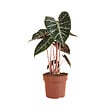 BLOOMIQUE - Alocasia Pink Dragon - Oreille d'éléphant - Plante d'intérieur - H. 50-70 cm - P. 17 cm - vignette