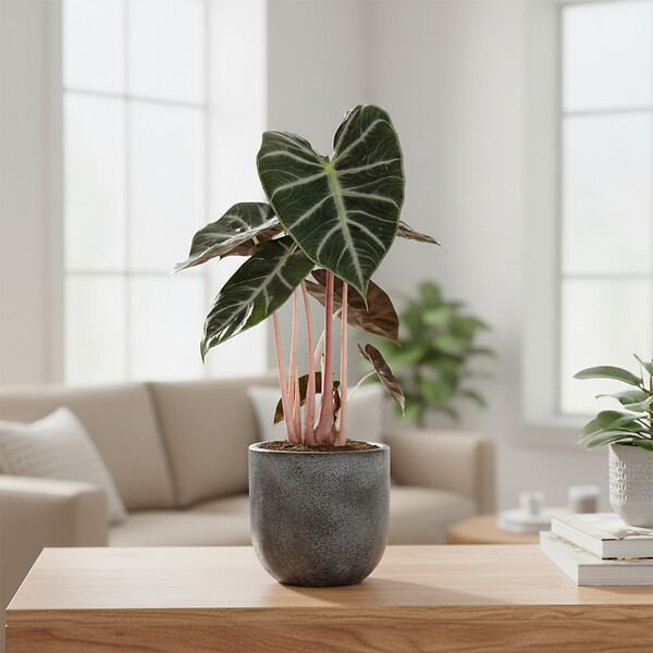 BLOOMIQUE - Alocasia Pink Dragon - Oreille d'éléphant - Plante d'intérieur - H. 50-70 cm - P. 17 cm - large