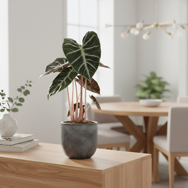 BLOOMIQUE - Alocasia Pink Dragon - Oreille d'éléphant - Plante d'intérieur - H. 50-70 cm - P. 17 cm - large