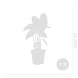 BLOOMIQUE - Alocasia Pink Dragon - Oreille d'éléphant - Plante d'intérieur - H. 50-70 cm - P. 17 cm - vignette