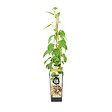 BLOOMIQUE - Actinidia Arguta Issai - Kiwiberry - Plantes fruitières - Plantes jardin - H. 50-70 cm - P. 15 cm - vignette
