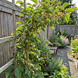 BLOOMIQUE - Actinidia Arguta Issai - Kiwiberry - Plantes fruitières - Plantes jardin - H. 50-70 cm - P. 15 cm - vignette