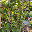BLOOMIQUE - Actinidia Arguta Issai - Kiwiberry - Plantes fruitières - Plantes jardin - H. 50-70 cm - P. 15 cm - vignette