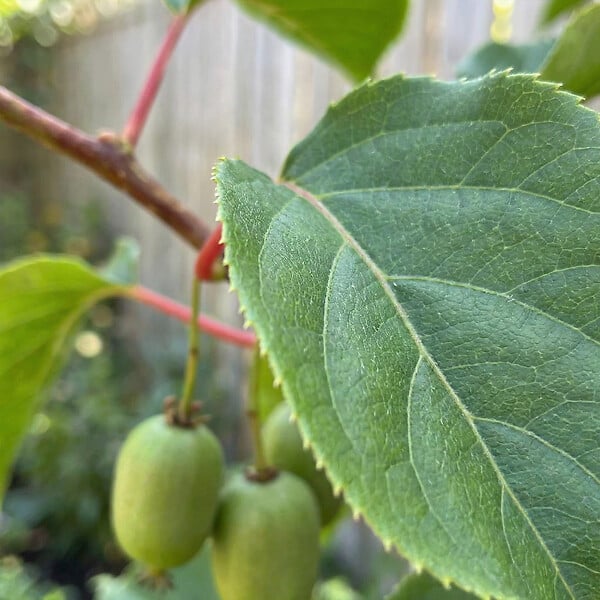 BLOOMIQUE - Actinidia Arguta Issai - Kiwiberry - Plantes fruitières - Plantes jardin - H. 50-70 cm - P. 15 cm - large