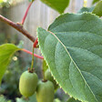 BLOOMIQUE - Actinidia Arguta Issai - Kiwiberry - Plantes fruitières - Plantes jardin - H. 50-70 cm - P. 15 cm - vignette
