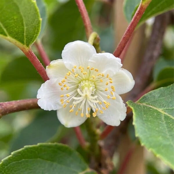 BLOOMIQUE - Actinidia Arguta Issai - Kiwiberry - Plantes fruitières - Plantes jardin - H. 50-70 cm - P. 15 cm - large
