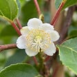 BLOOMIQUE - Actinidia Arguta Issai - Kiwiberry - Plantes fruitières - Plantes jardin - H. 50-70 cm - P. 15 cm - vignette