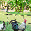 ID MARKET - Kit clôture filet à poules 50 M avec porte 15 piquets double pointe - vignette