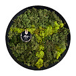 BLOOMIQUE - Tableau Mousse - Rond - Sans Entretien - Décoration Murale - En vraie mousse - Diamètre 38 cm - vignette