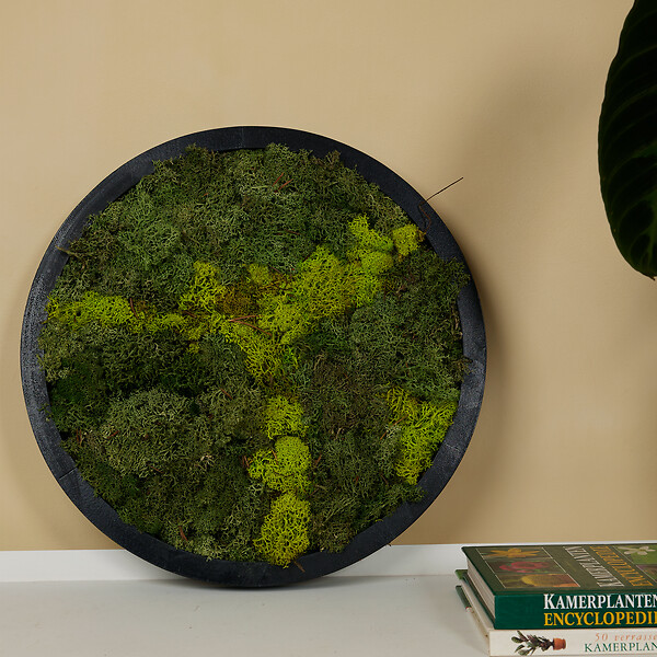 BLOOMIQUE - Tableau Mousse - Rond - Sans Entretien - Décoration Murale - En vraie mousse - Diamètre 38 cm - large