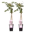 BLOOMIQUE - Lot de 2 - Wisteria floribunda 'Rosea' - Glycine rose - Plantes grimpantes - H. 50-70 cm - P. 15 cm - vignette