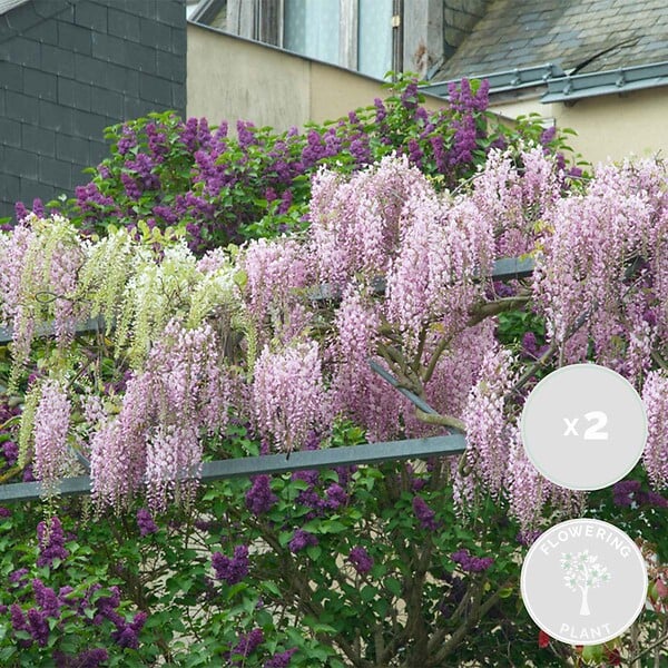 BLOOMIQUE - Lot de 2 - Wisteria floribunda 'Rosea' - Glycine rose - Plantes grimpantes - H. 50-70 cm - P. 15 cm - large