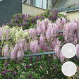 BLOOMIQUE - Lot de 2 - Wisteria floribunda 'Rosea' - Glycine rose - Plantes grimpantes - H. 50-70 cm - P. 15 cm - vignette