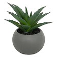 ATMOSPHERA - Plante grasse en pot H13 - vignette
