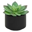ATMOSPHERA - Plante grasse en pot H13 - vignette