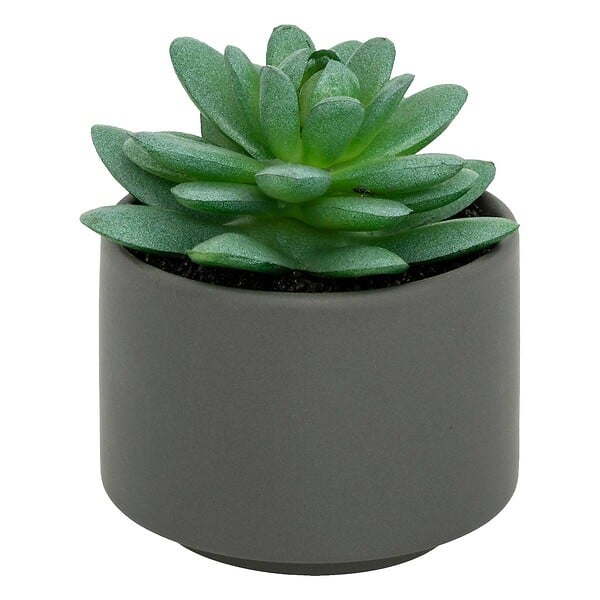 ATMOSPHERA - Plante grasse en pot H13 - large