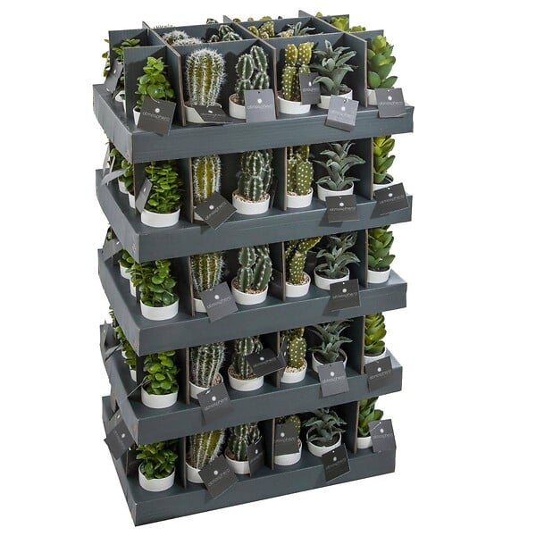 ATMOSPHERA - Plante succulente & cactus H18cm - large