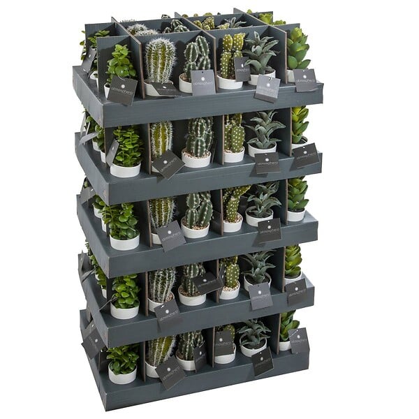 ATMOSPHERA - Plante succulente & cactus H18cm - large