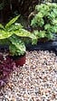 JARDINAT - Gravier multicolor 8-14 - 20kg - vignette