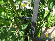 MIKADO - Sachet de 6 attaches tuteur Gris Anthracite - vignette
