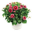 FLEURON - Dahlia pot 4.5 l - vignette