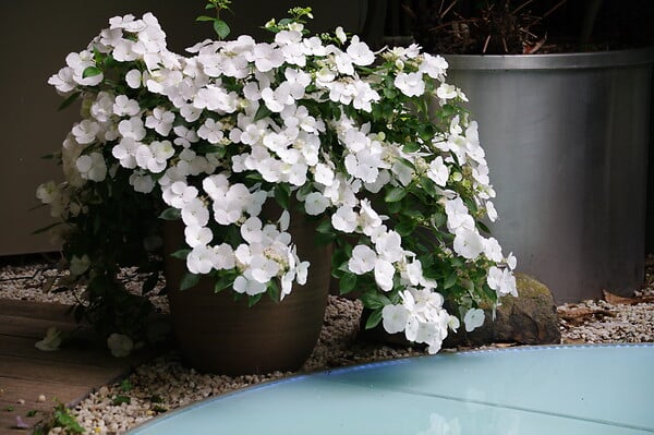 SCPS - Hydrangea macrophylla runaway bride  snow white c 6 primeur - large