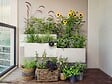 GARDENA - Solution d'arrosage automatique solaire AquaBloom - vignette