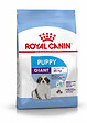 ROYAL CANIN - Croquettes chien PUPPY GIANT POUR CHIOT GEANT DE 2 A 8 MOIS 3.5KG - vignette