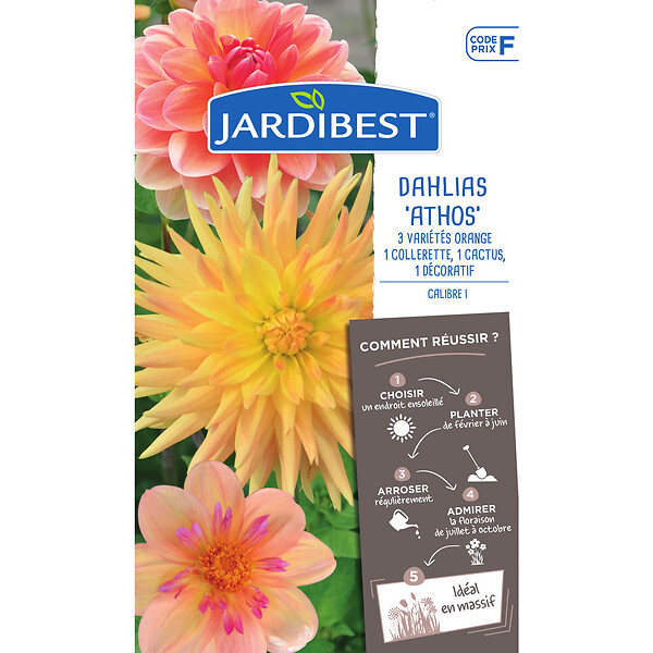 JARDIBEST - Dahlia variés - Mélange de 3 bulbes - large