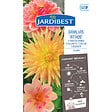 JARDIBEST - Dahlia variés - Mélange de 3 bulbes - vignette