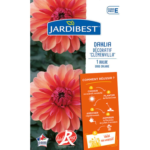 JARDIBEST - Dahlia Clemenvilla - 1 bulbe - large