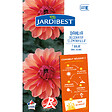 JARDIBEST - Dahlia Clemenvilla - 1 bulbe - vignette