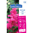 JARDIBEST - Alstilbe rose - 1 bulbe - vignette
