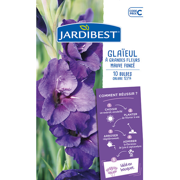 JARDIBEST - Glaieul à grandes fleurs mauve foncé - 10 Bulbes - large