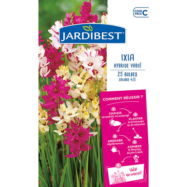 JARDIBEST - Ixias en mélange - 25 bulbes - large