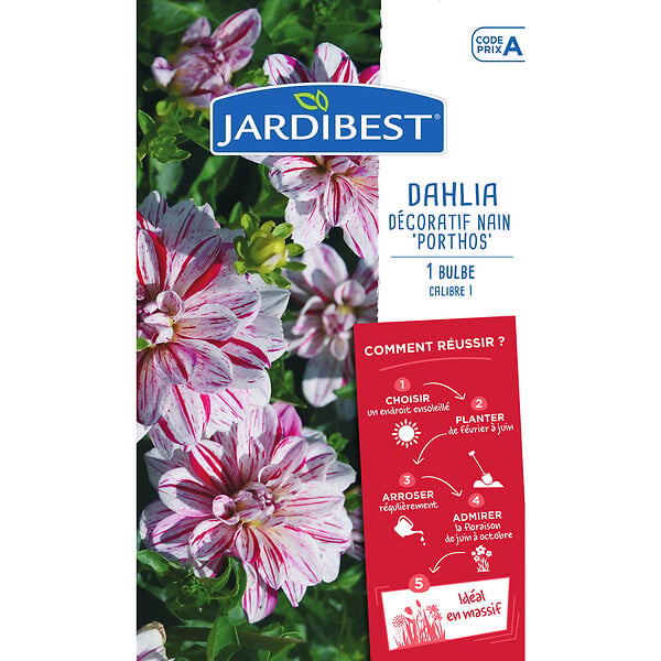 JARDIBEST - Dahlia Porthos - 1 bulbe - large