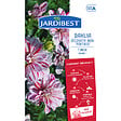 JARDIBEST - Dahlia Porthos - 1 bulbe - vignette