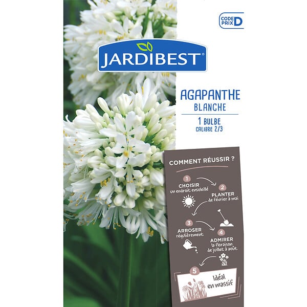 JARDIBEST - Agapanthe blanche - 1 bulbe - large