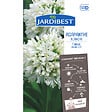 JARDIBEST - Agapanthe blanche - 1 bulbe - vignette