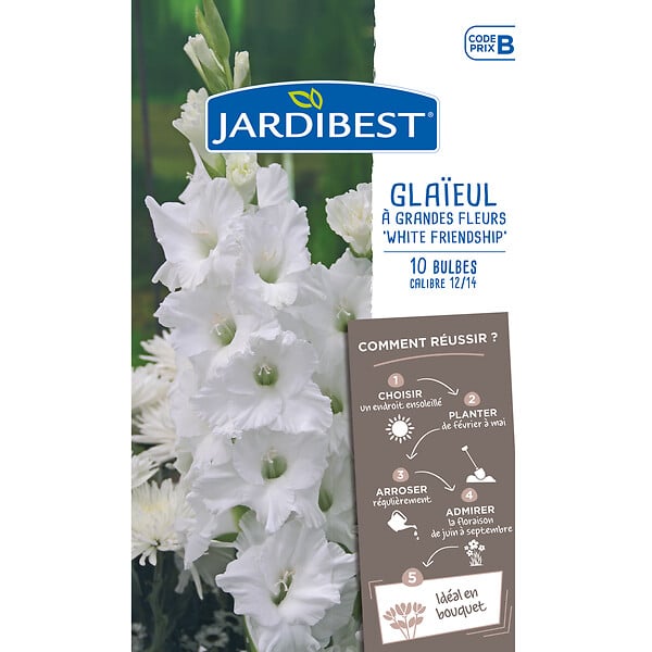 JARDIBEST - Glaïeul à grandes fleurs White Friendship - 10 Bulbes - large