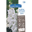 JARDIBEST - Glaïeul à grandes fleurs White Friendship - 10 Bulbes - vignette