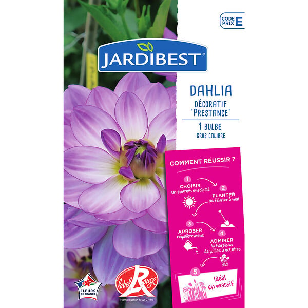 JARDIBEST - Dahlia Prestance - 1 bulbe - large
