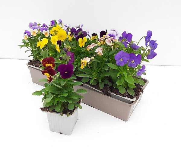 TAU - VIOLA CORNUTA MELANGE coloris mix B10G - large