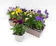 TAU - VIOLA CORNUTA MELANGE coloris mix B10G - vignette