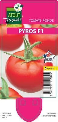 TAUGOURDEAU - Tomate Pyros - 6 plants - large