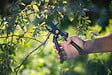 FISKARS - Sécateur Traditionnel P90 26mm diam coupe lame franche - vignette
